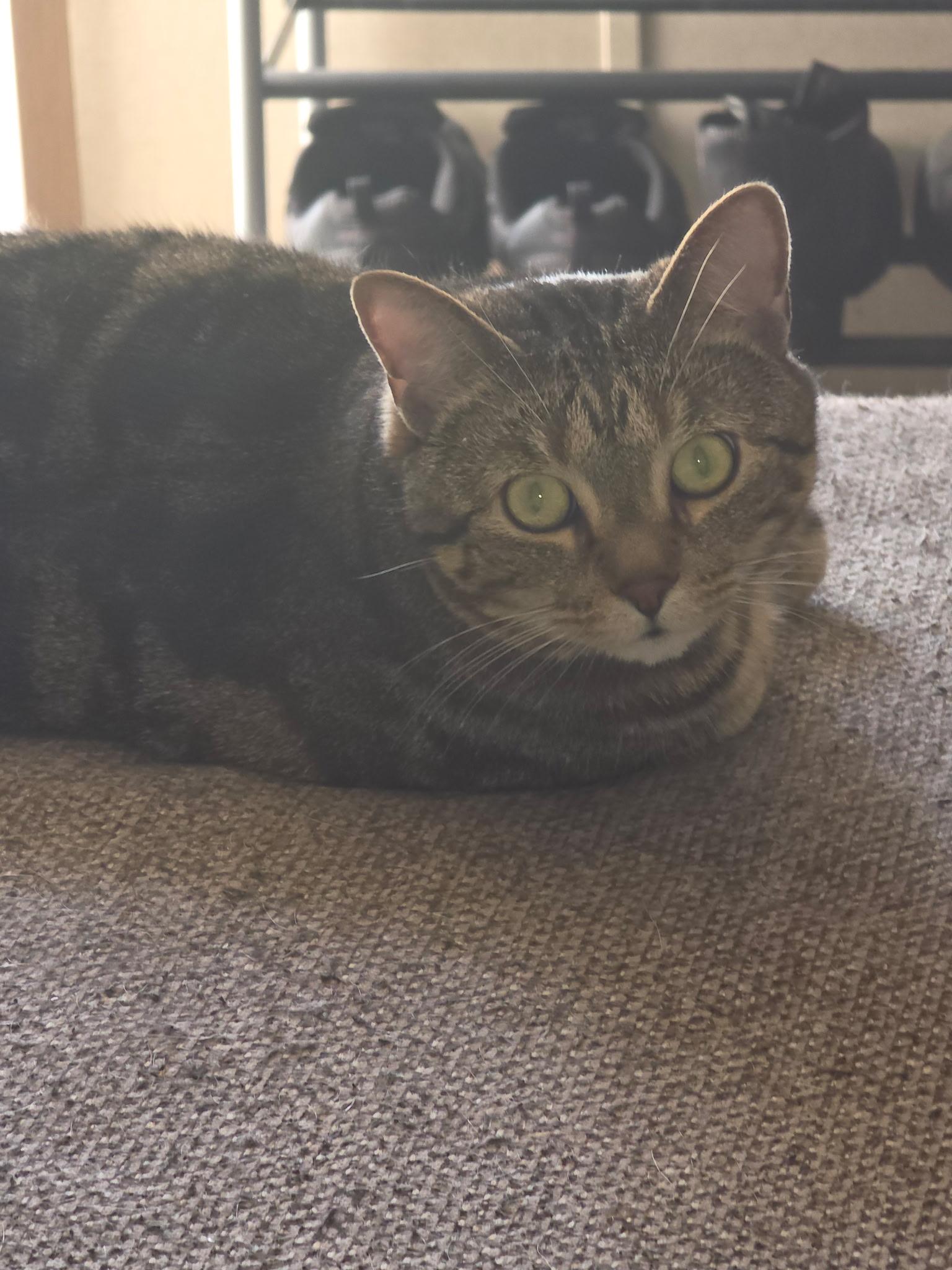 Enlarge Tyra Banks, a ADOPTABLE Domestic Short Hair in Dyersburg, TN image 4/5