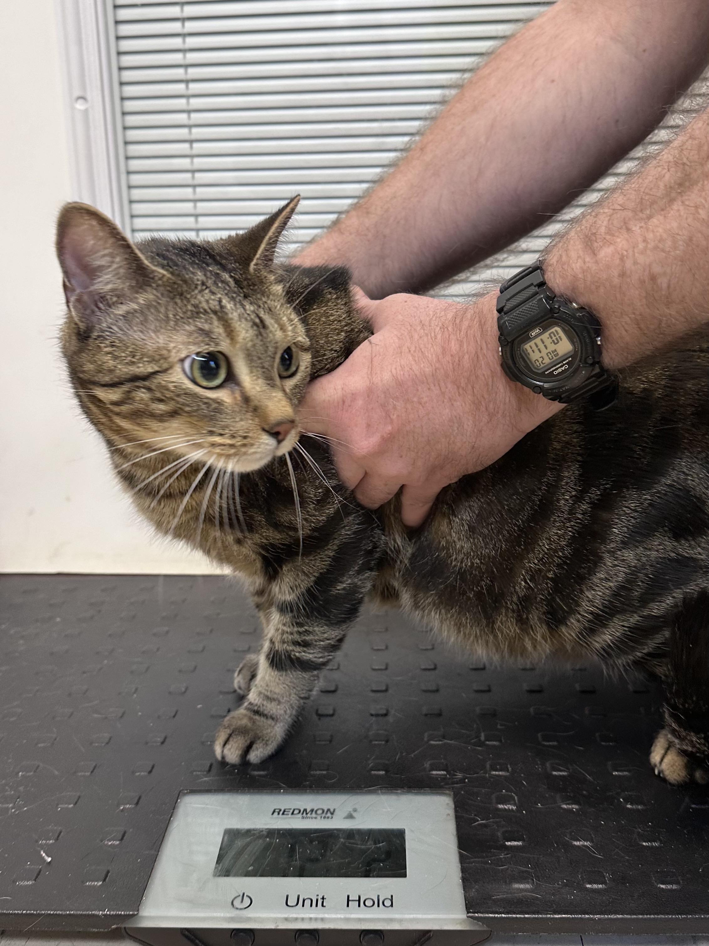 Enlarge Tyra Banks, a ADOPTABLE Domestic Short Hair in Dyersburg, TN image 2/5