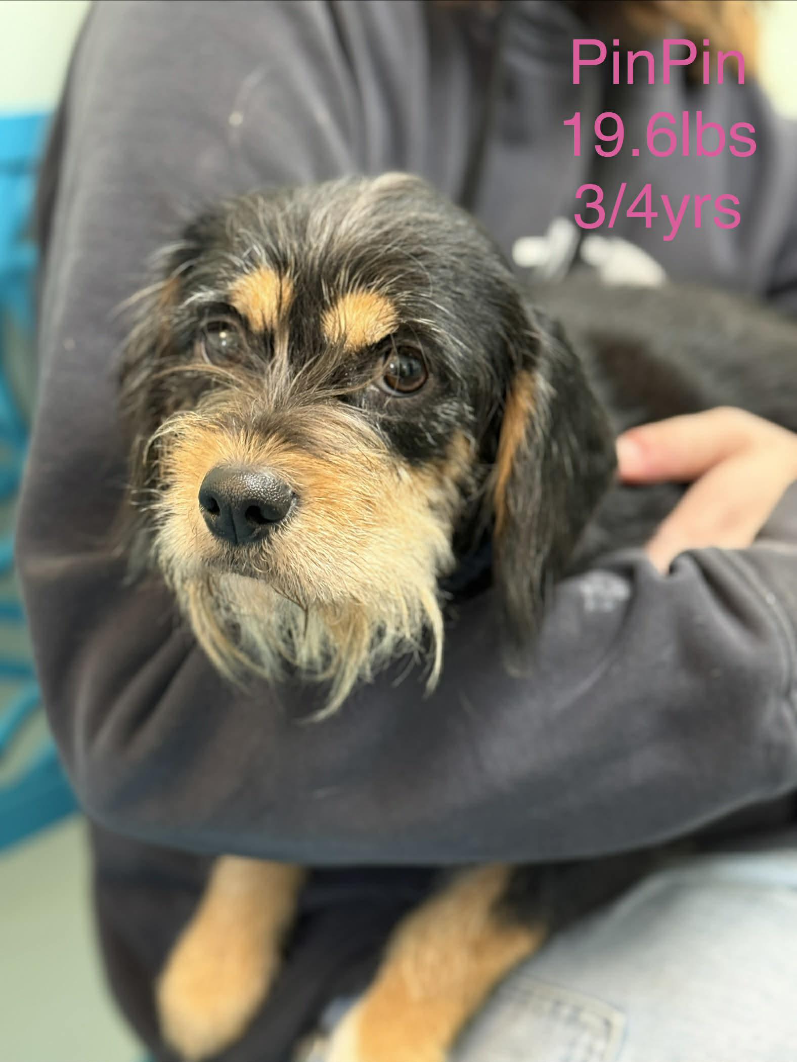Enlarge PinPin, a Adopted mixed breed in Fayetteville, WV image 1/1