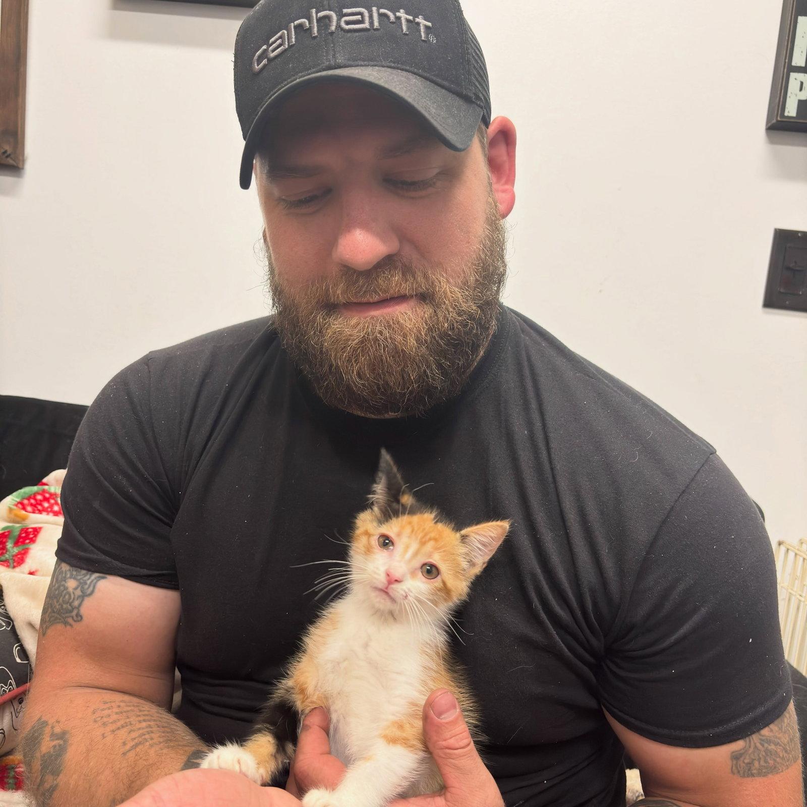 Mew, Adoptable, Kitten Female Calico.