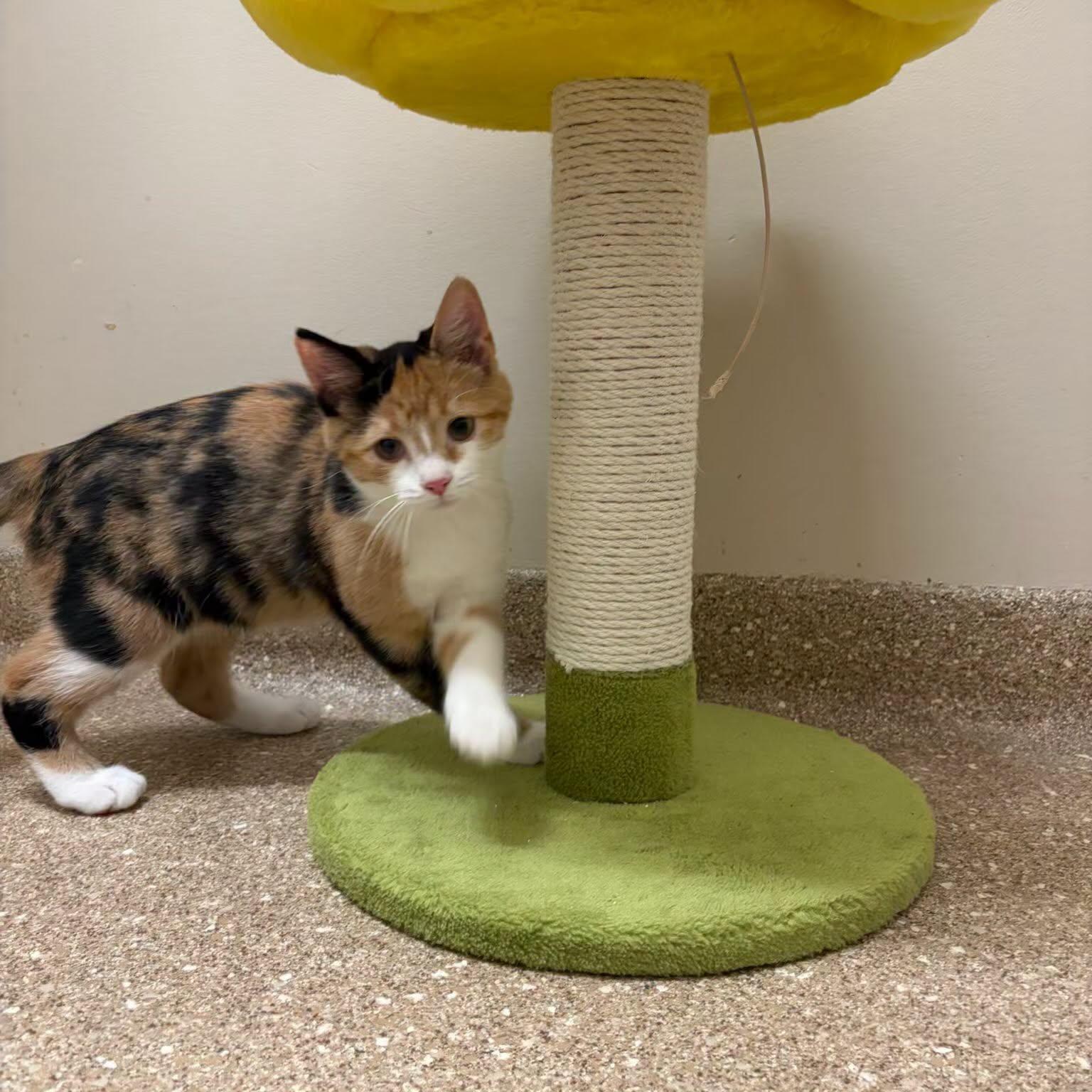 Enlarge Mew, a Adoptable Calico in Holland, MI image 1/3
