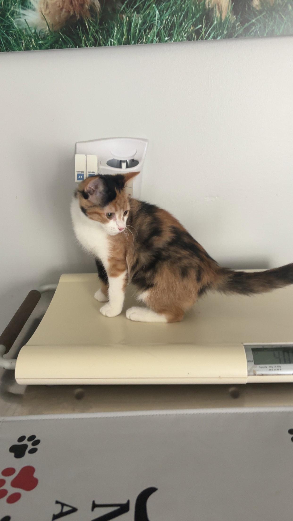 Enlarge Mew, a Adoptable Calico in Holland, MI image 2/3