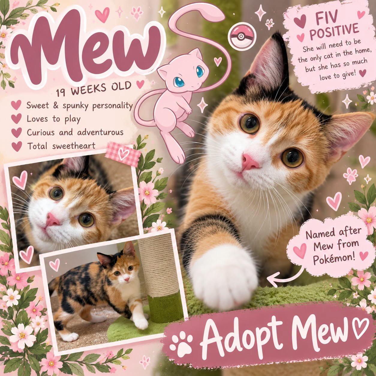 Enlarge Mew, a Adoptable Calico in Holland, MI image 2/3