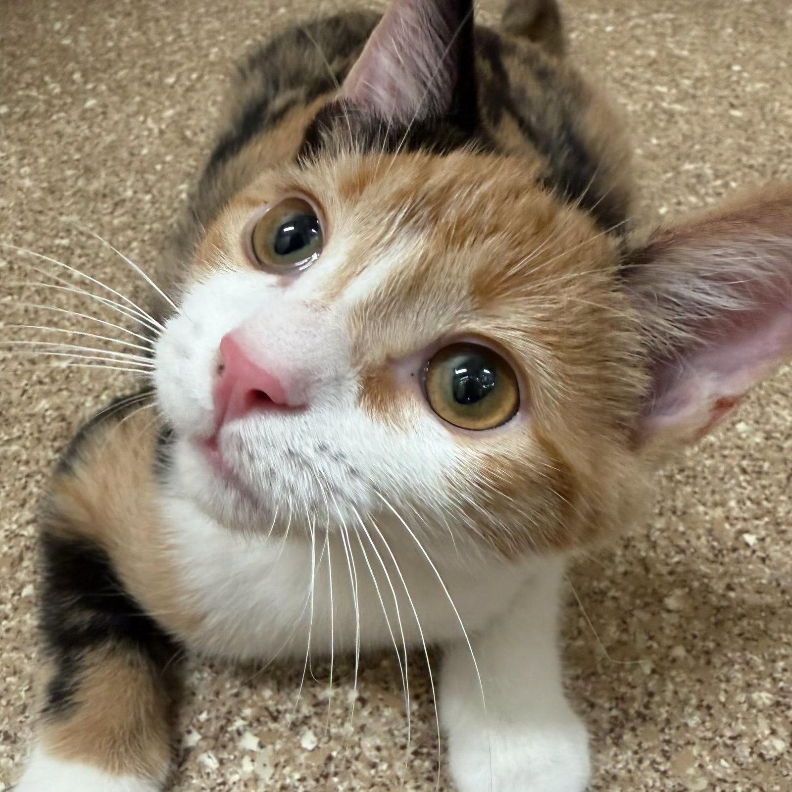 Enlarge Mew, a Adoptable Calico in Holland, MI image 3/3