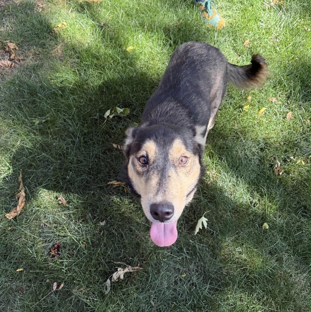 Enlarge Marble, a Adopted mixed breed in Commerce City, CO image 4/6