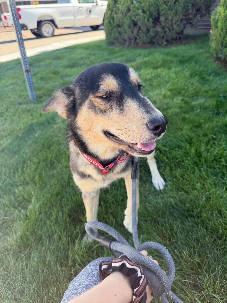 Enlarge Marble, a Adopted mixed breed in Commerce City, CO image 6/6