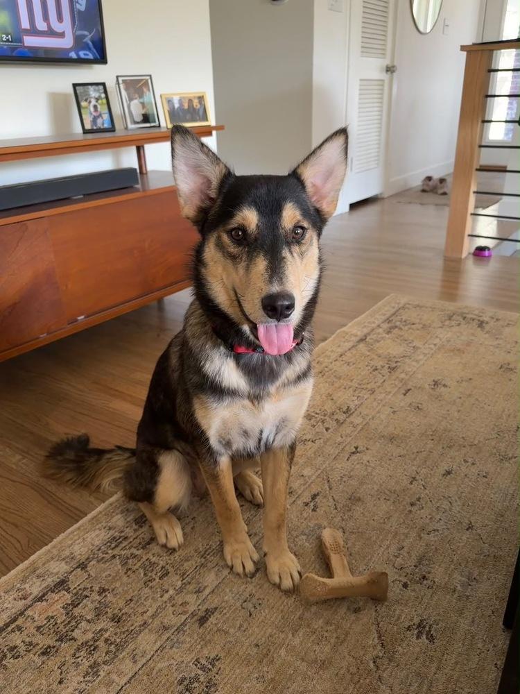 Enlarge Marble, a Adopted mixed breed in Commerce City, CO image 1/6