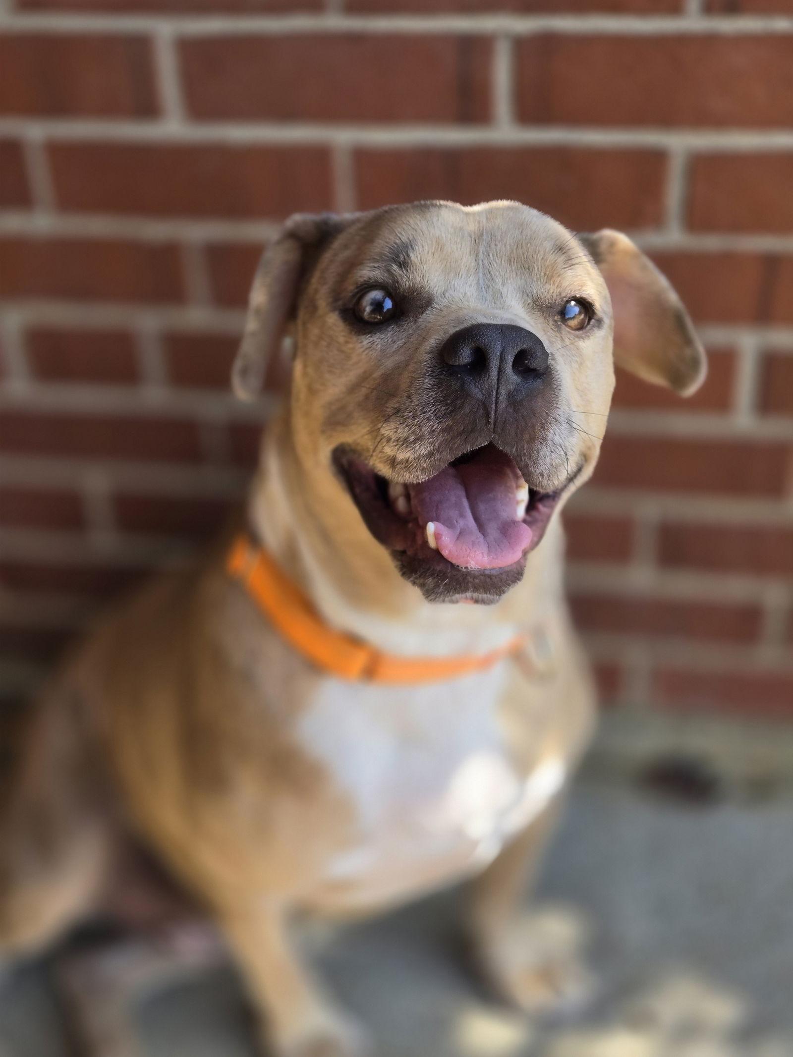 Enlarge Rupert, a Adoptable American Bulldog in Boston, KY image 1/3