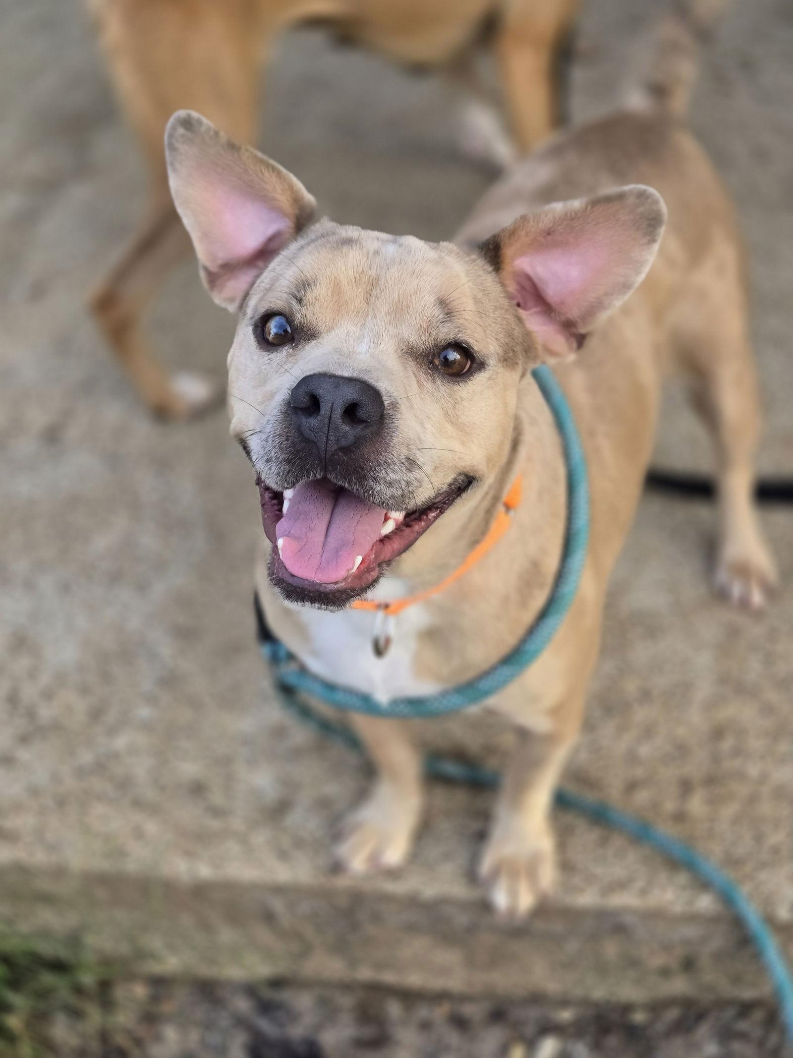 Enlarge Rupert, a Adoptable American Bulldog in Boston, KY image 2/3