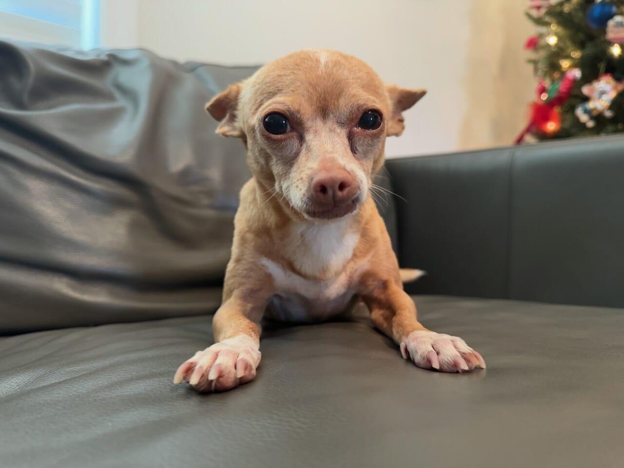 Rosie, an adopted Chihuahua in Hazelwood, MO image 2/6