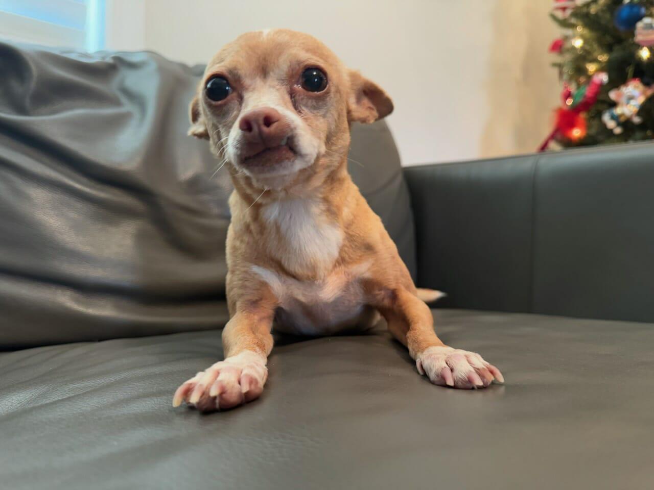 Rosie, an adopted Chihuahua in Hazelwood, MO image 3/6