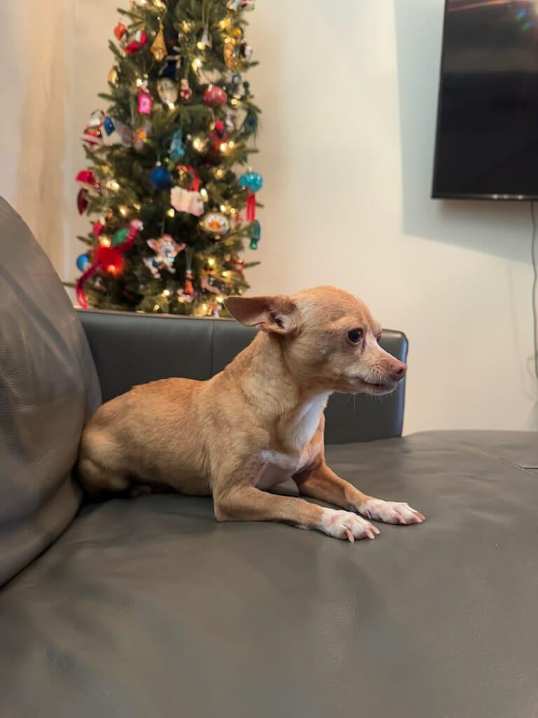 Rosie, an adopted Chihuahua in Hazelwood, MO image 4/6
