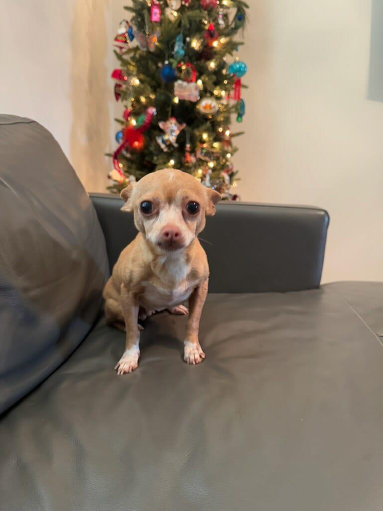 Rosie, an adopted Chihuahua in Hazelwood, MO image 1/6