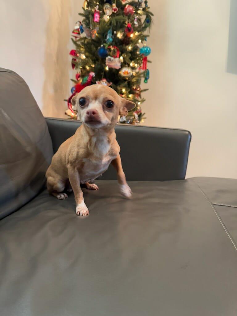 Rosie, an adopted Chihuahua in Hazelwood, MO image 5/6