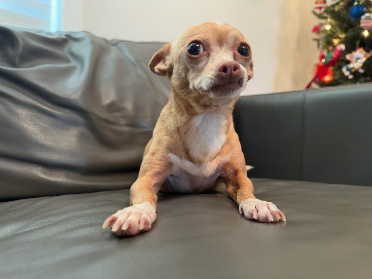 Rosie, an adopted Chihuahua in Hazelwood, MO image 6/6