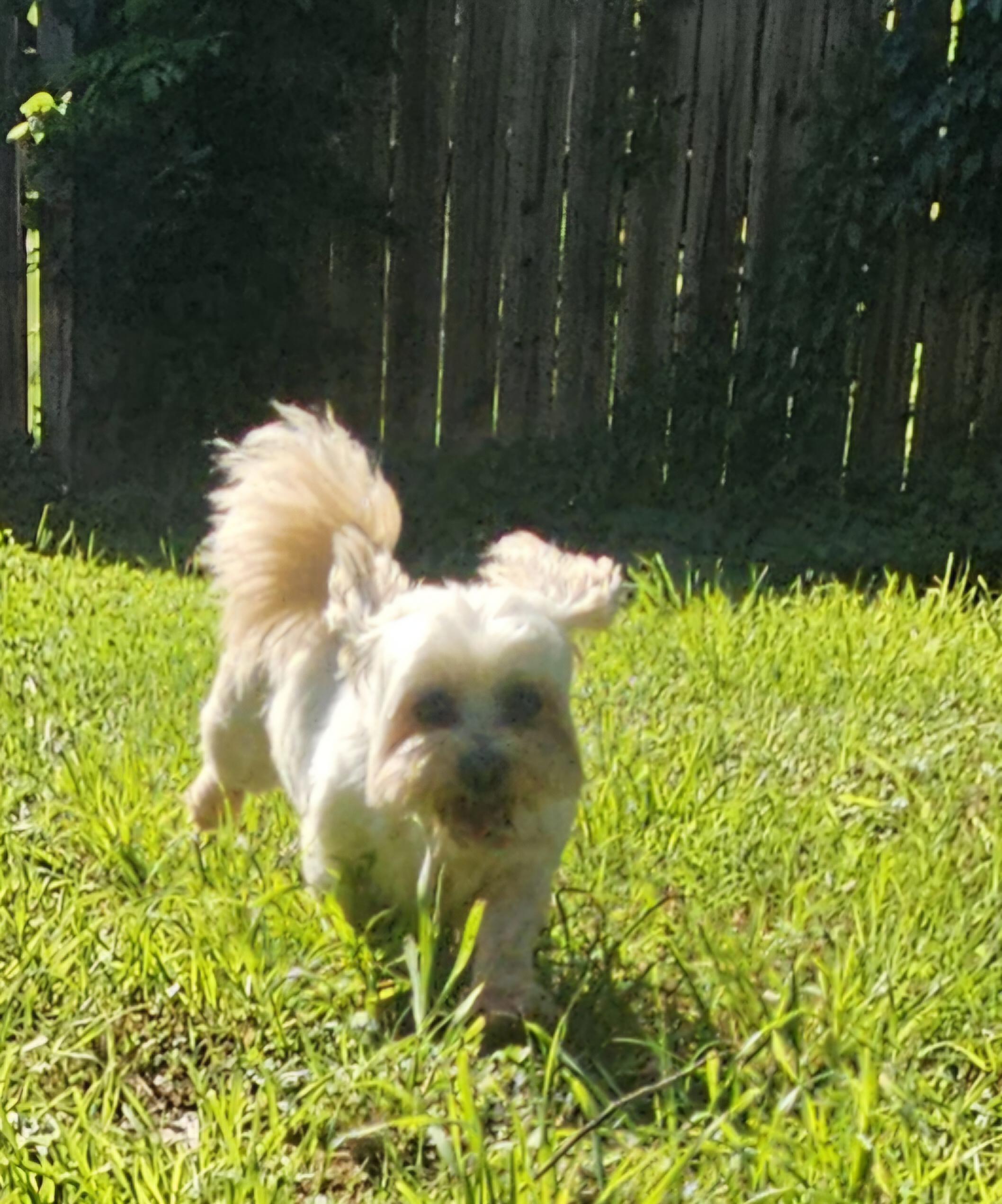 Enlarge Dwight, a ADOPTABLE Lhasa Apso in Dallas, TX image 2/4