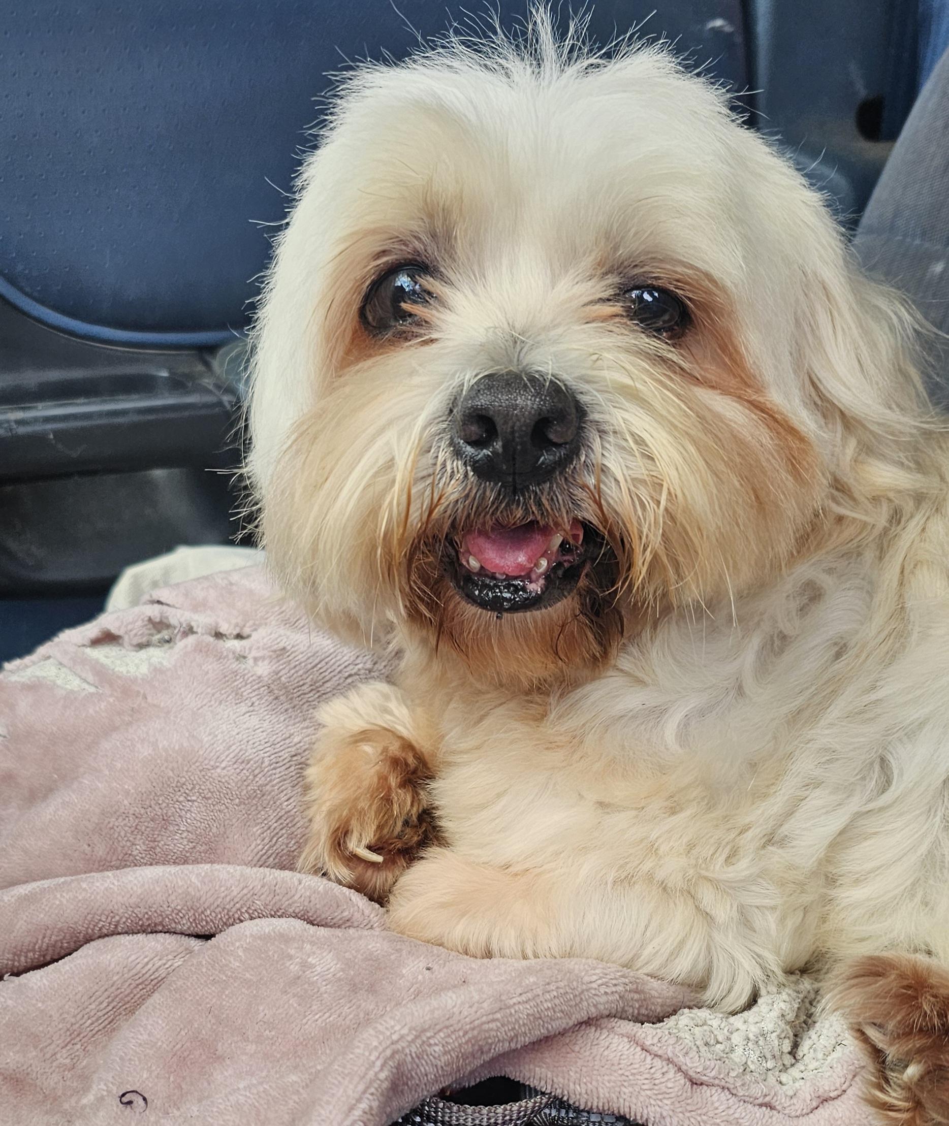 Enlarge Dwight, a ADOPTABLE Lhasa Apso in Dallas, TX image 4/4