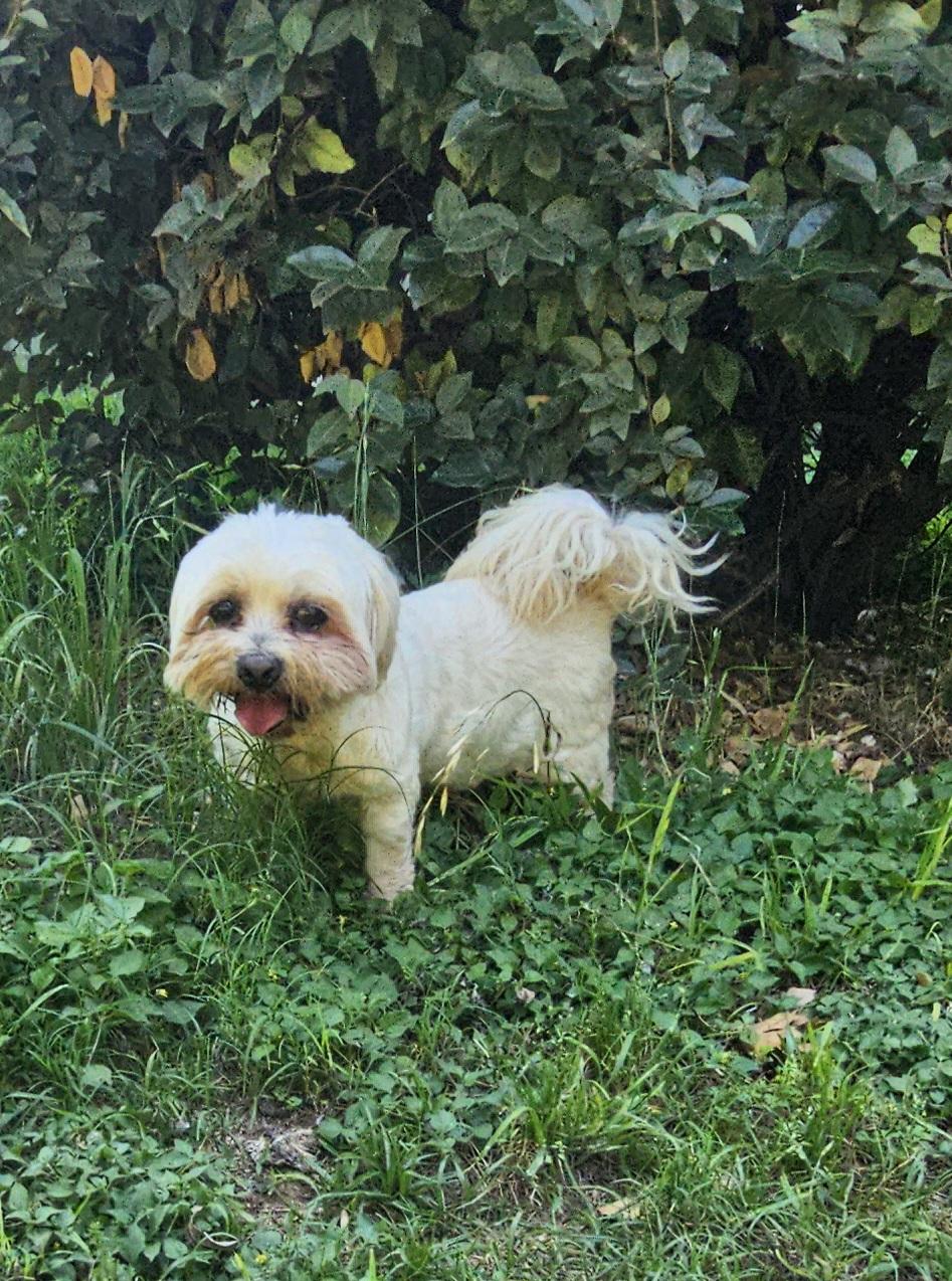 Enlarge Dwight, a ADOPTABLE Lhasa Apso in Dallas, TX image 3/4