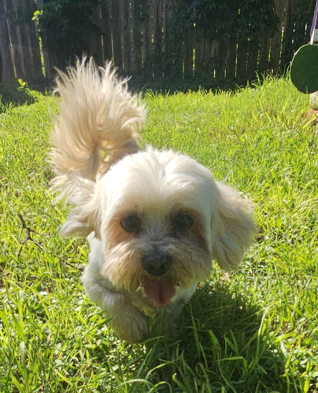 Dwight, ADOPTABLE, Senior Male Lhasa Apso.