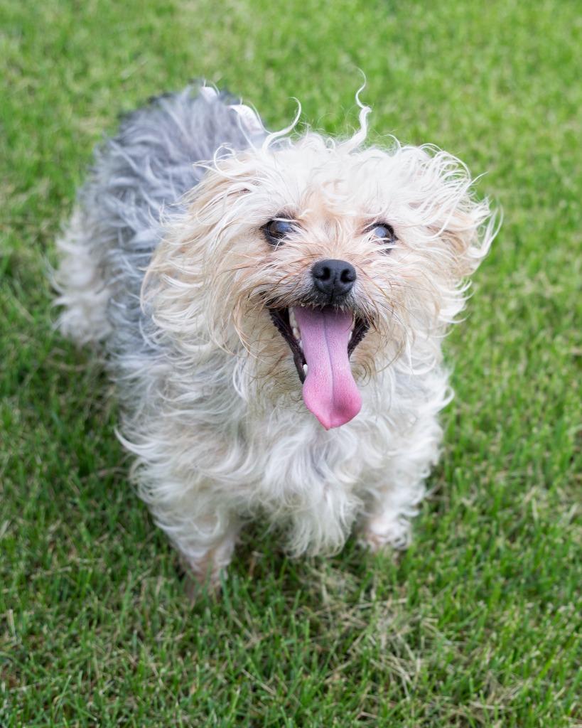 Enlarge Poppie, a Adopted Chihuahua in Boone, IA image 1/1