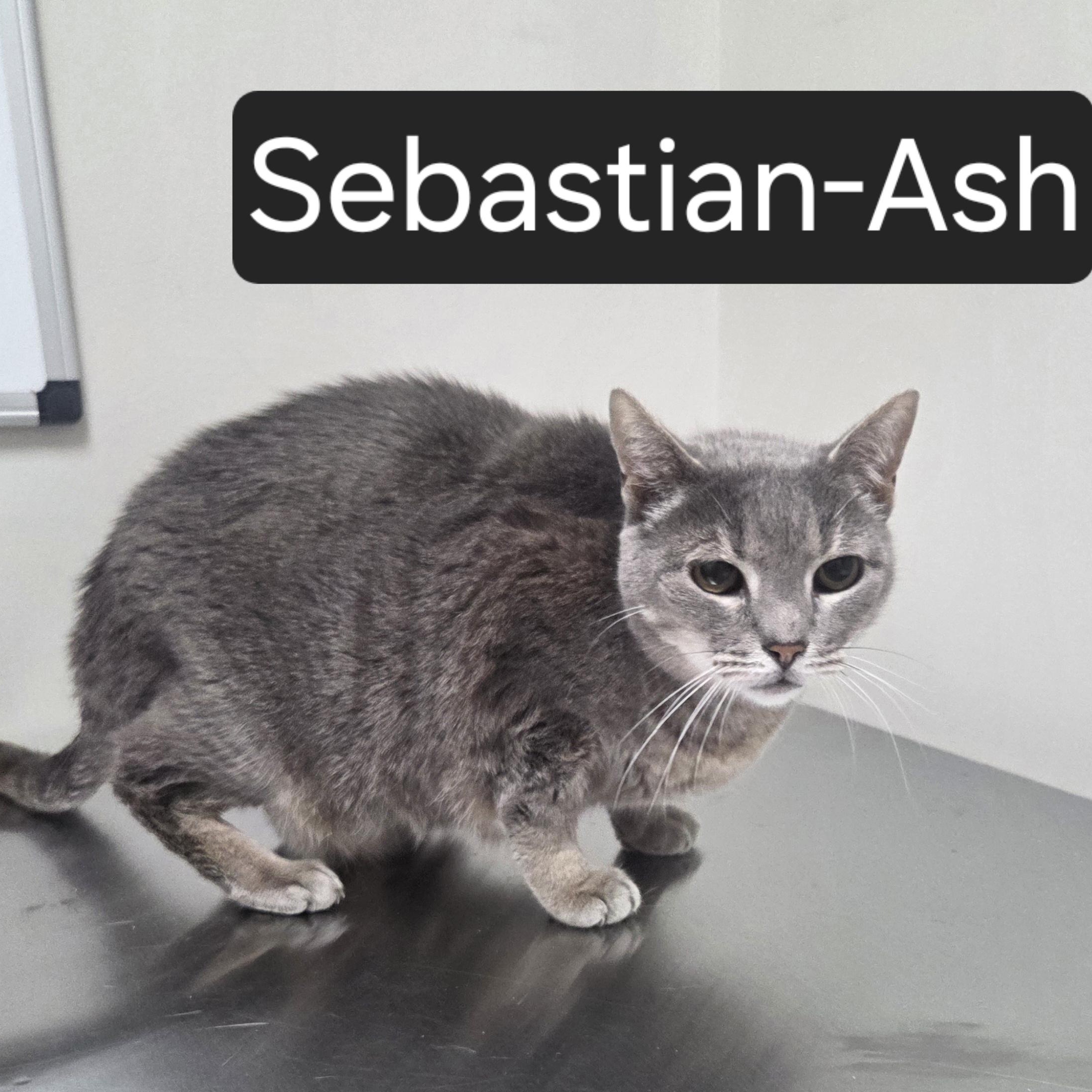 Sebastian-Ash, ADOPTABLE, Adult Male Domestic Short Hair.