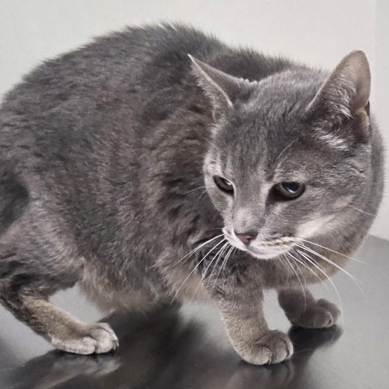 Enlarge Sebastian-Ash, a ADOPTABLE Domestic Short Hair in SNOW HILL, NC image 2/2