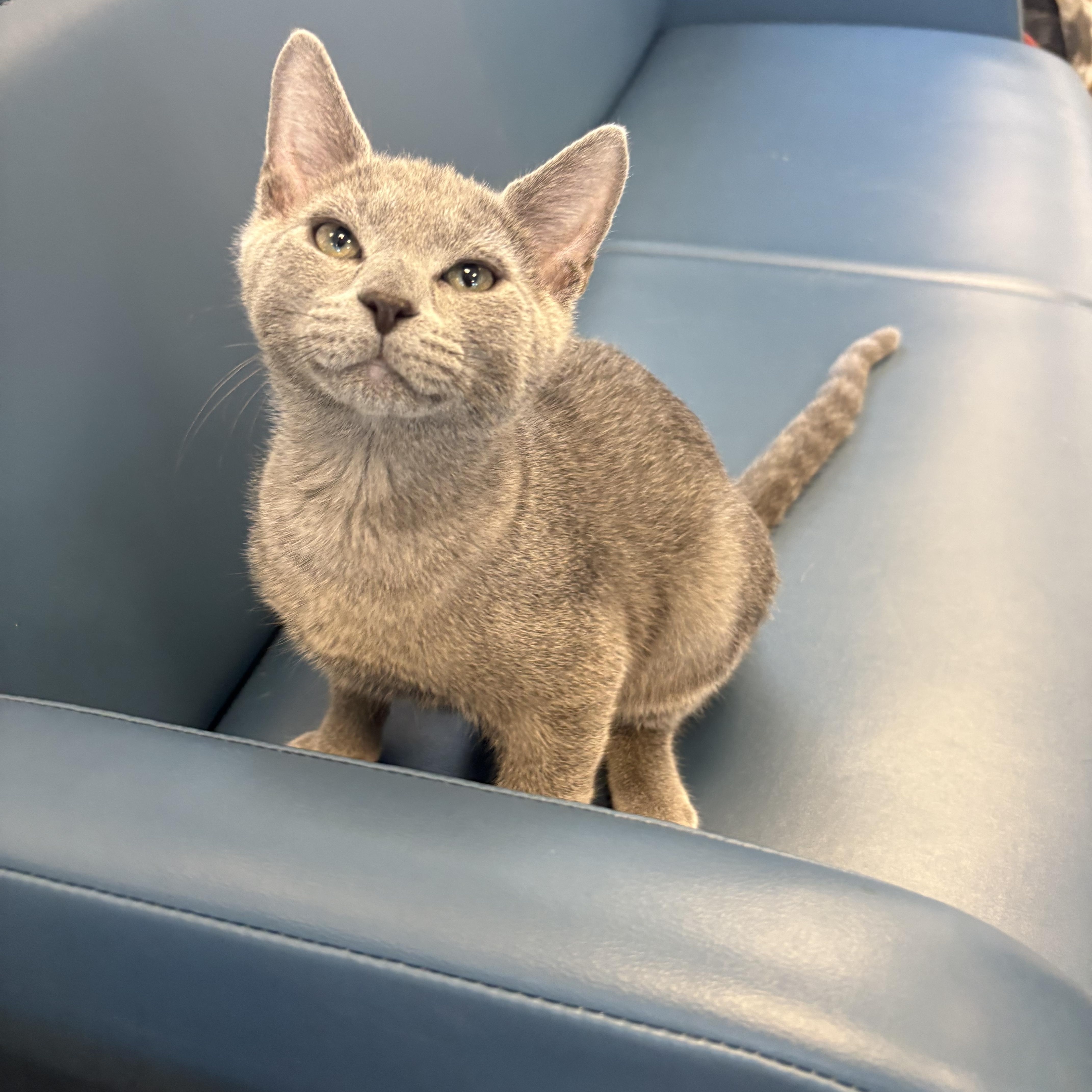 Ash, ADOPTABLE, Kitten Male Domestic Short Hair.