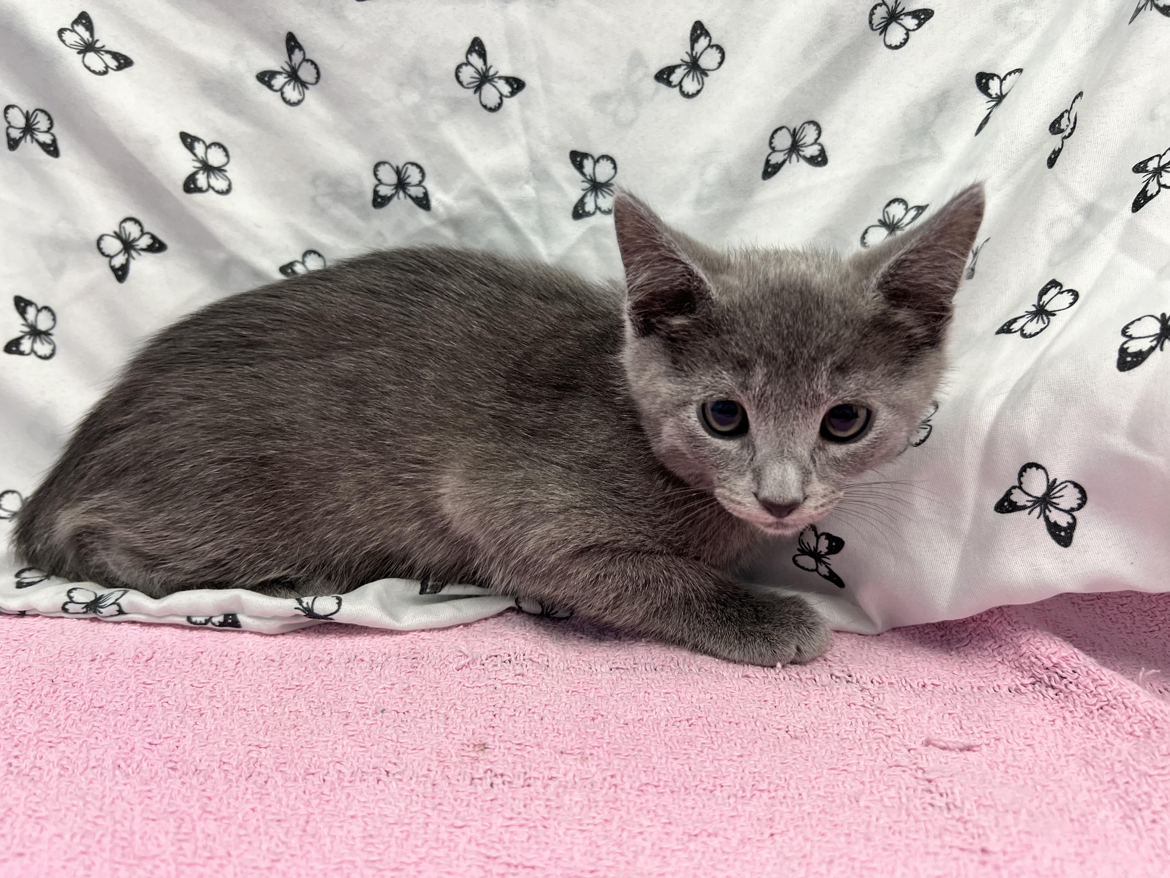 Enlarge Ash, a ADOPTABLE Domestic Short Hair in Bear, DE image 1/1