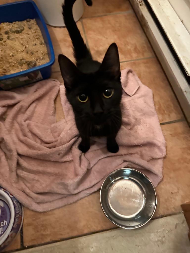 Jade, Adopted, Adult Female Domestic Short Hair.