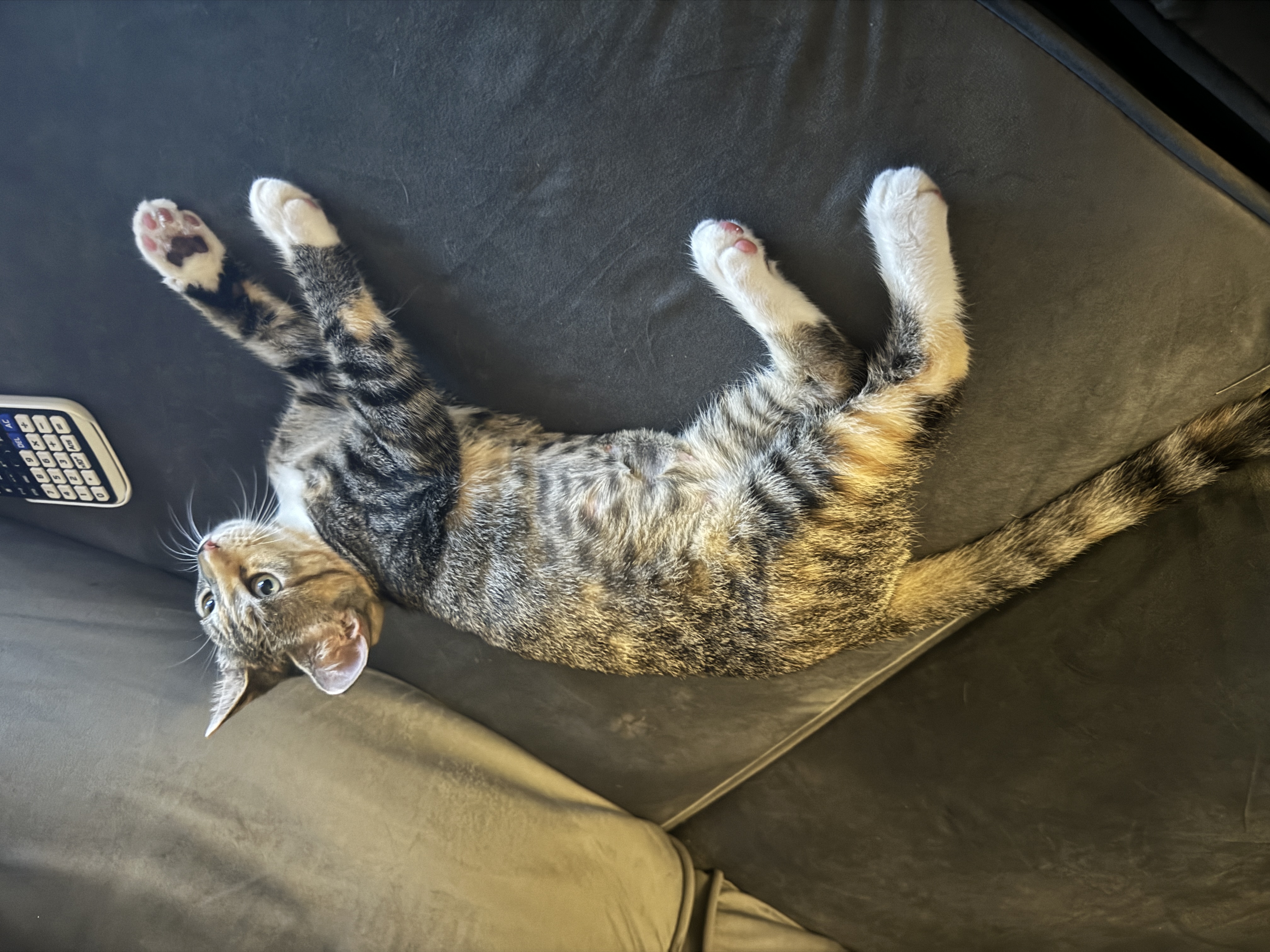 Enlarge Lucy, a Adopted Domestic Short Hair in Smyrna, GA image 2/6