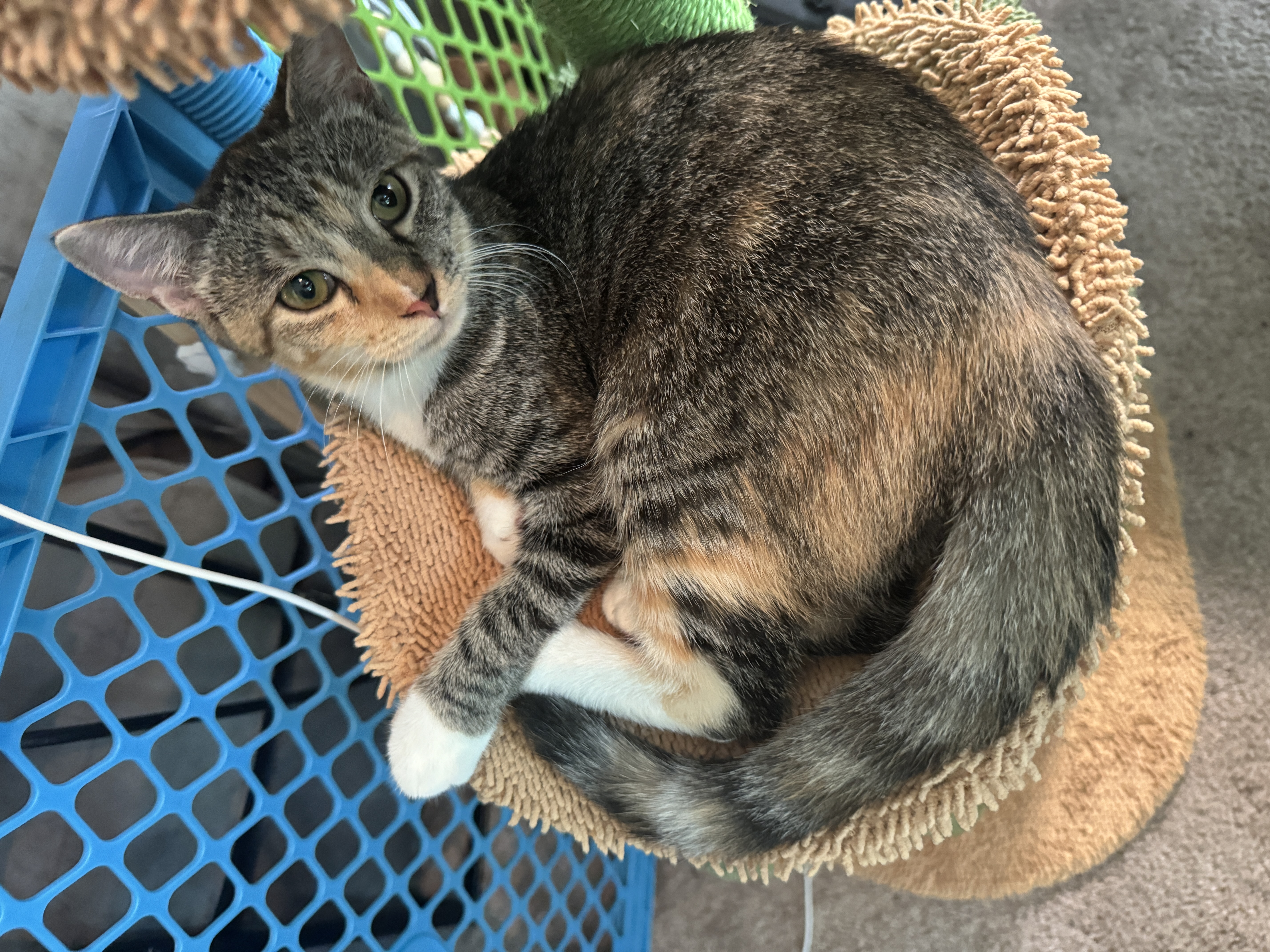 Enlarge Lucy, a Adopted Domestic Short Hair in Smyrna, GA image 6/6