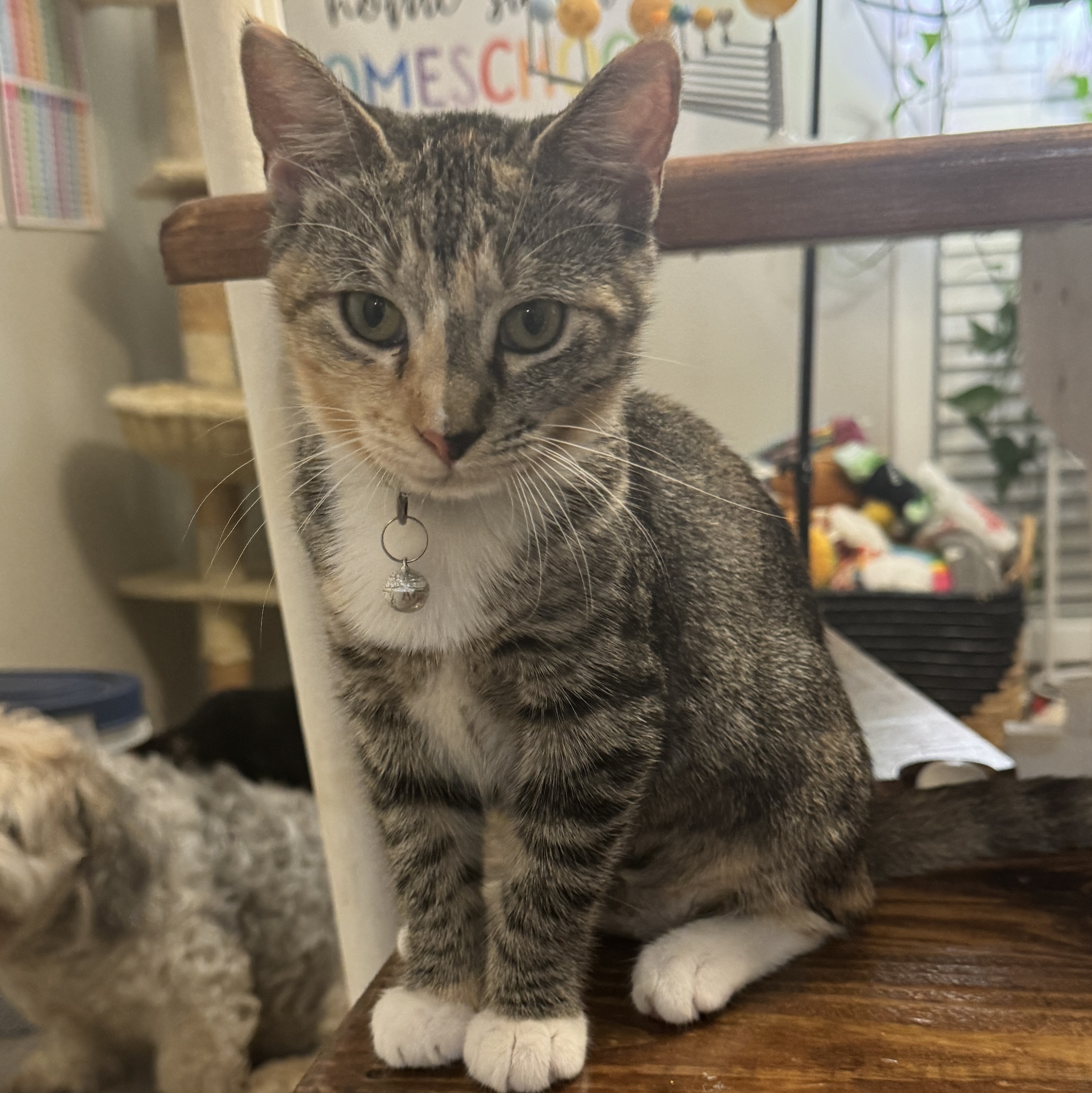 Enlarge Lucy, a Adopted Domestic Short Hair in Smyrna, GA image 1/6