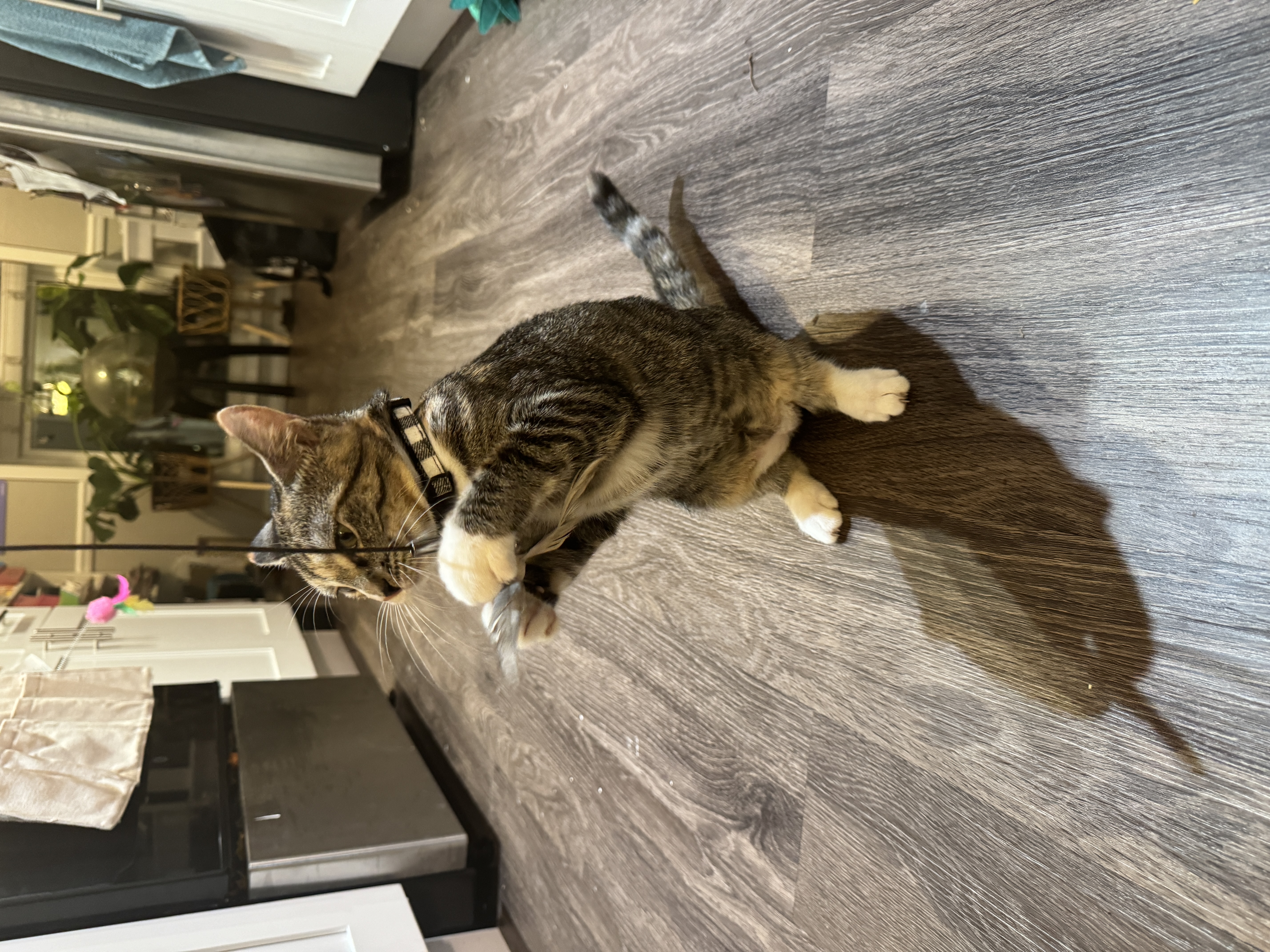 Enlarge Lucy, a Adopted Domestic Short Hair in Smyrna, GA image 3/6