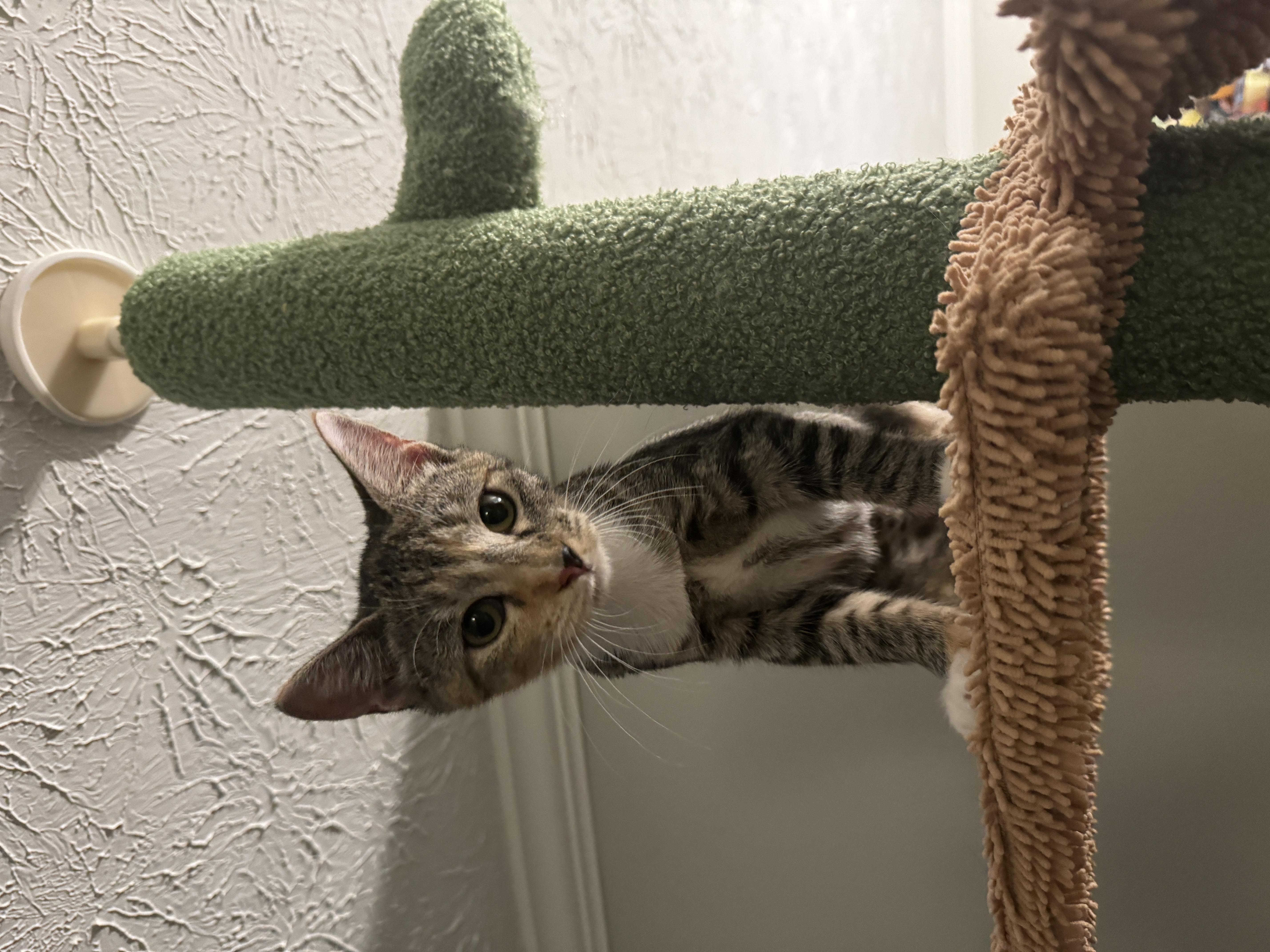 Enlarge Lucy, a Adopted Domestic Short Hair in Smyrna, GA image 4/6