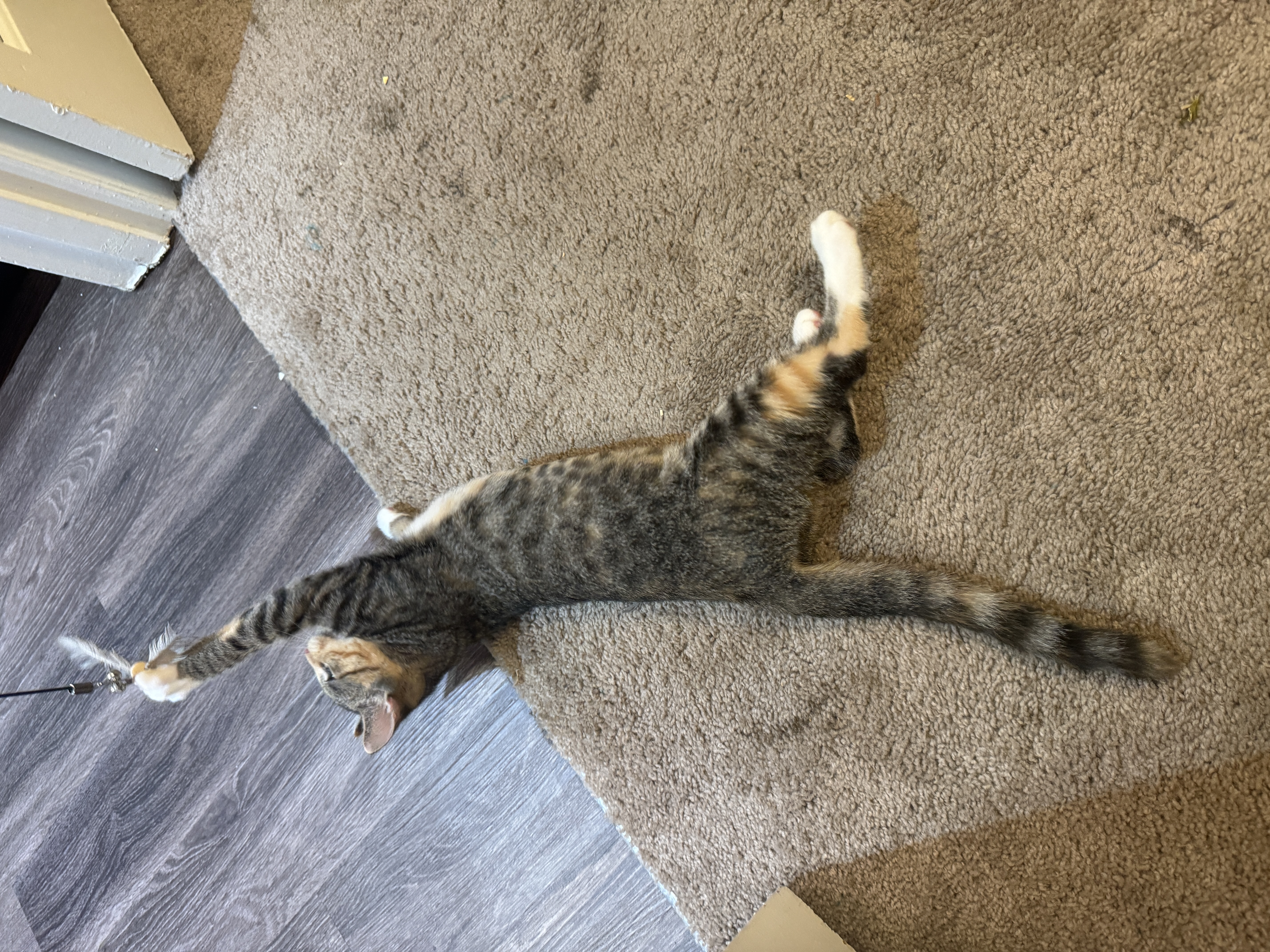 Enlarge Lucy, a Adopted Domestic Short Hair in Smyrna, GA image 5/6