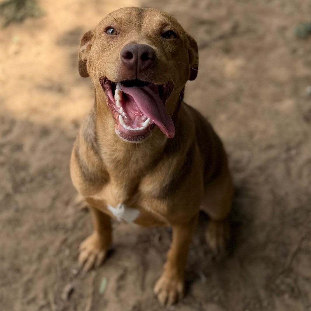 Fisher, adopted, Young Male Labrador Retriever.