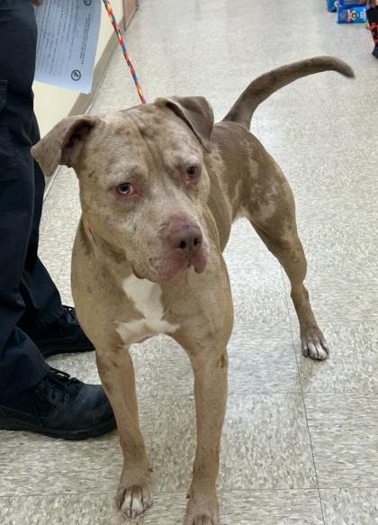 MERLIN, Adoptable, Adult Male Pit Bull Terrier & Mixed Breed.