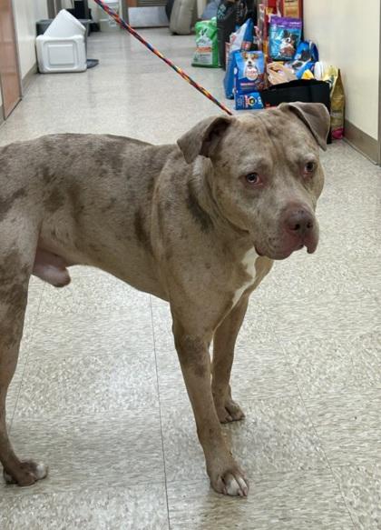 MERLIN, Adoptable, Adult Male Pit Bull Terrier & Mixed Breed.