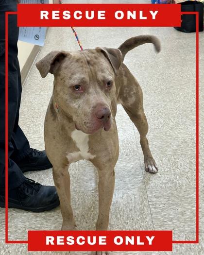 MERLIN, a Adoptable mixed breed in Hamilton, NJ image 3/3