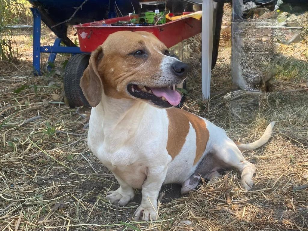 Slinky, Adoptable, Senior Male Beagle & Jack Russell Terrier.
