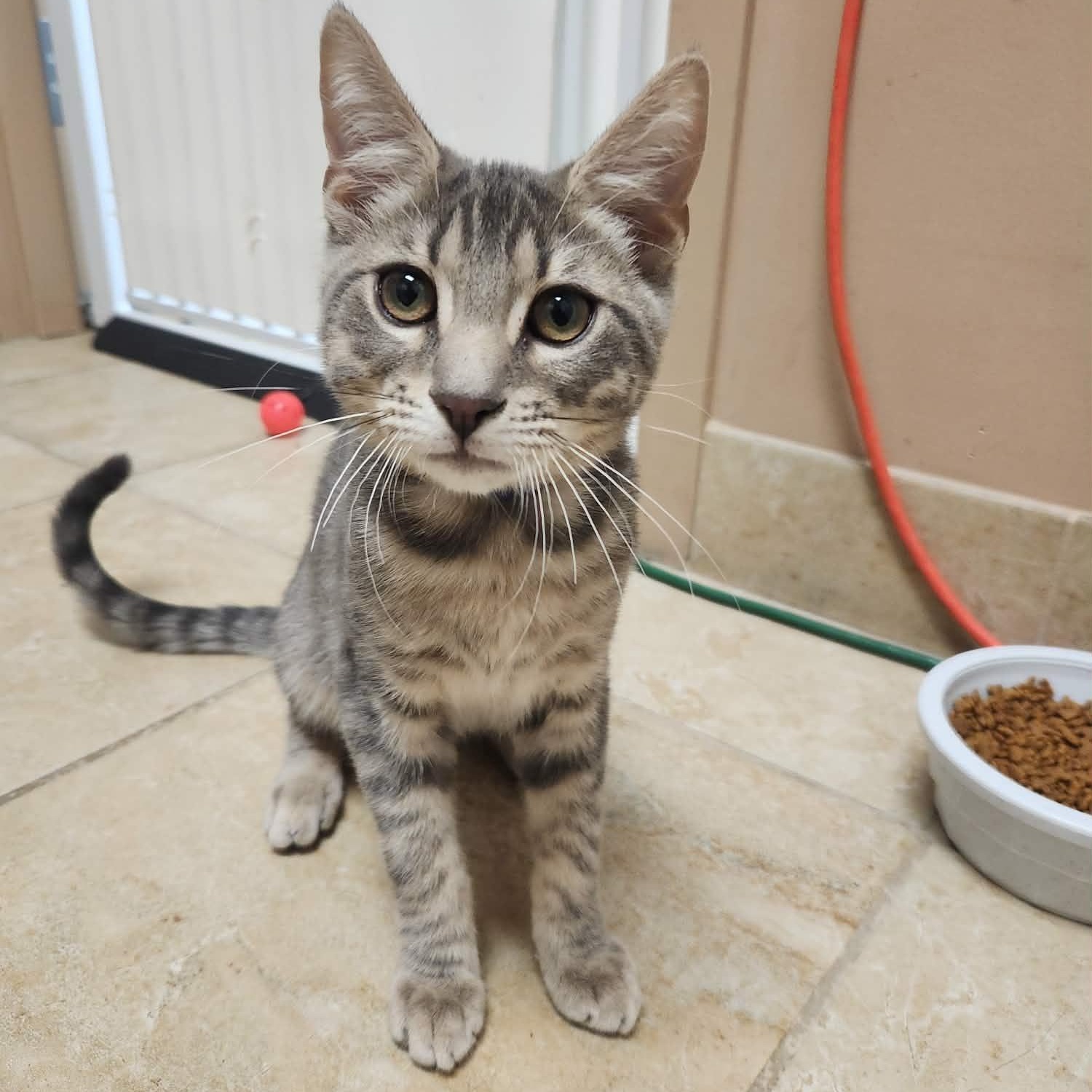 Pimento, ADOPTABLE, Kitten Male Domestic Short Hair.