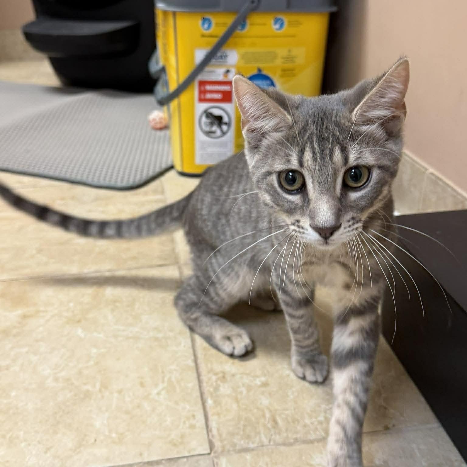 Enlarge Pimento, a ADOPTABLE Domestic Short Hair in Rochester, NY image 3/3