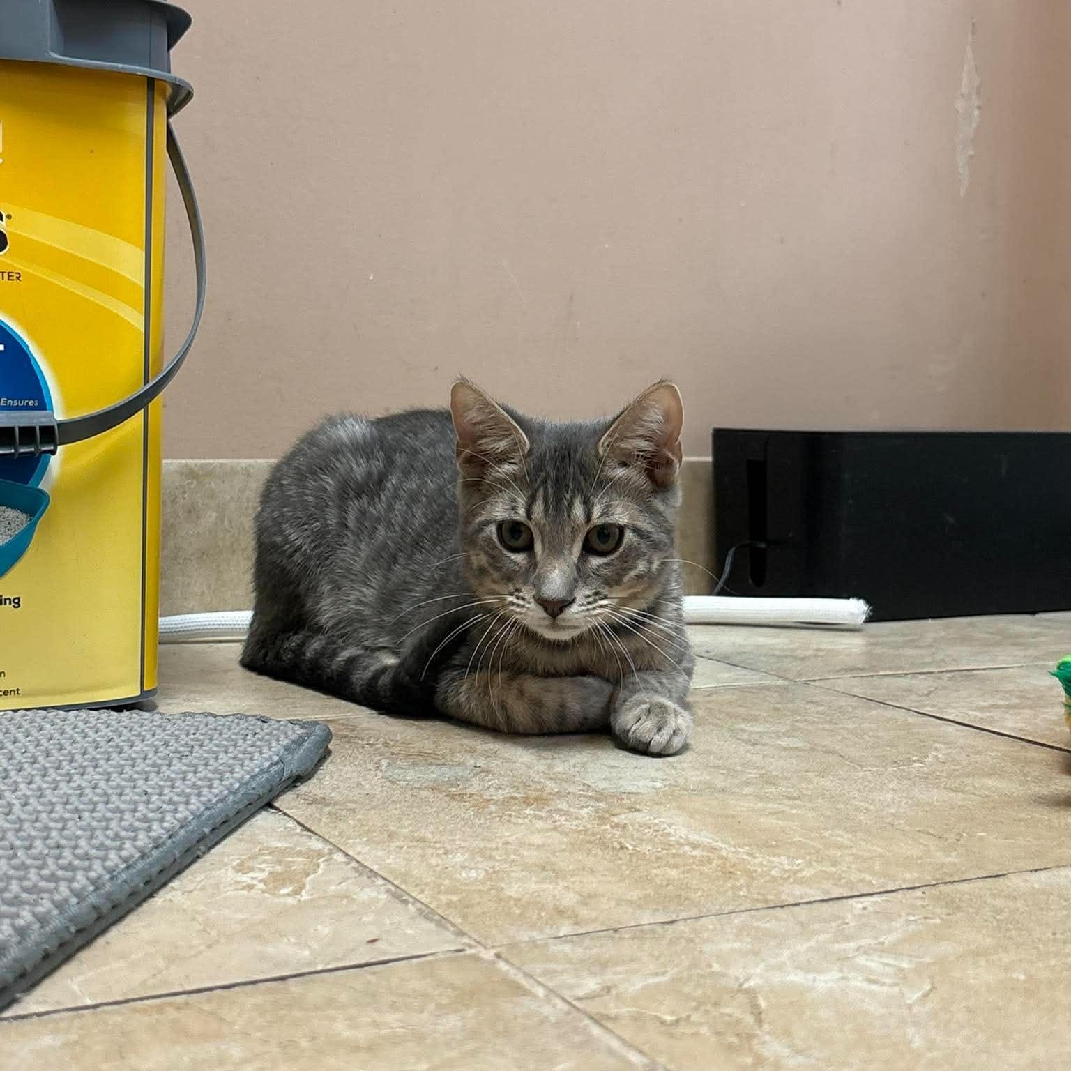 Enlarge Pimento, a ADOPTABLE Domestic Short Hair in Rochester, NY image 2/3
