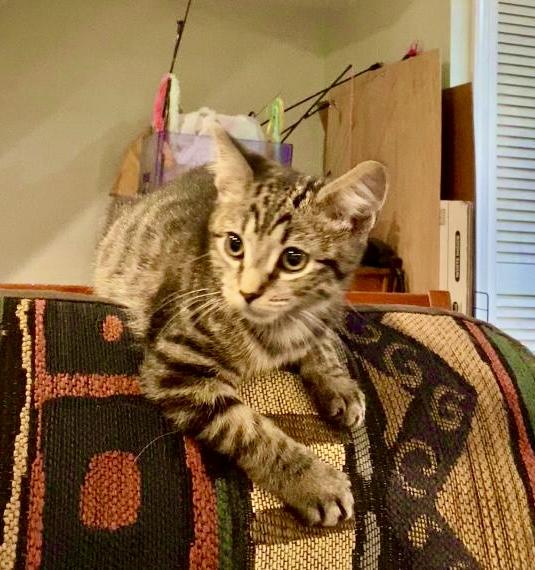 Apple, Jenkintown PS (FCID 11/04/2025-141)