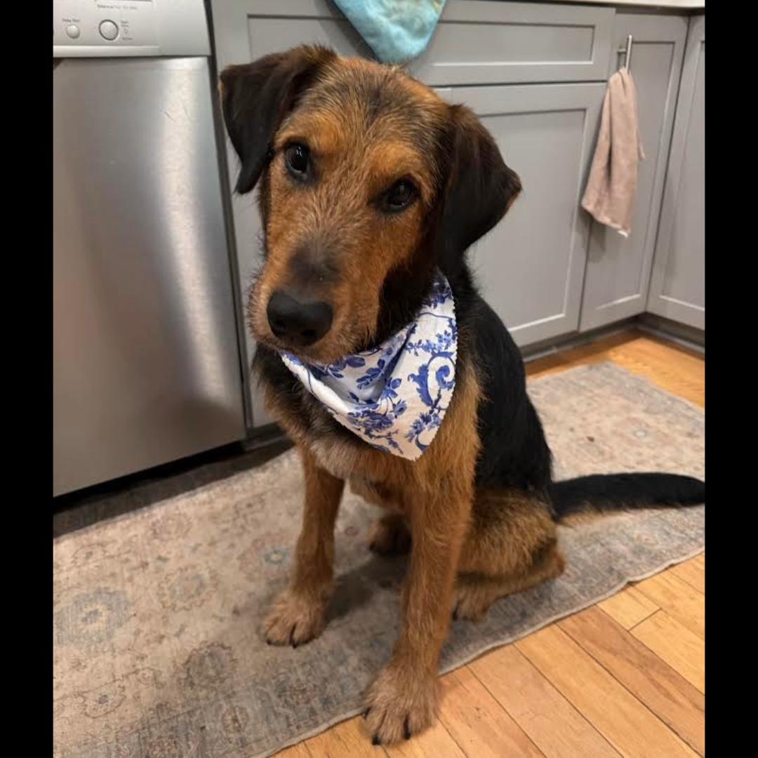Rhodes, a ADOPTABLE mixed breed in Midlothian, VA image 2/6