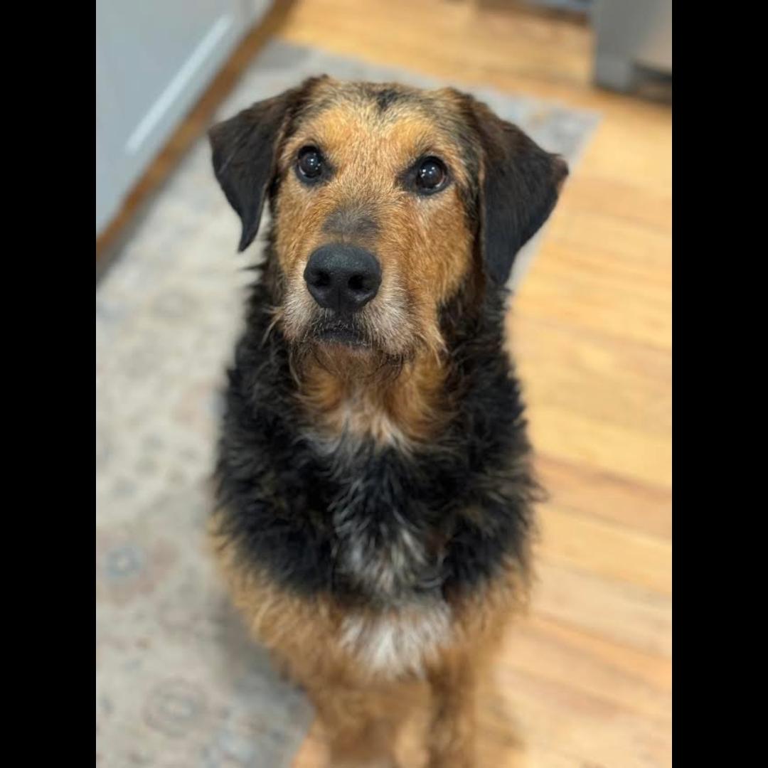 Rhodes, ADOPTABLE, Adult Male Airedale Terrier.