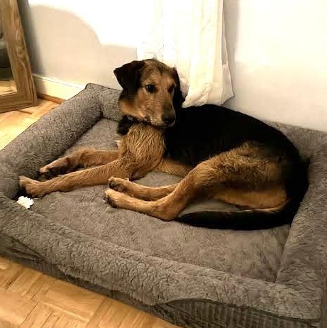 Rhodes, a ADOPTABLE mixed breed in Midlothian, VA image 5/6