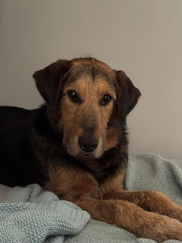 Rhodes, a ADOPTABLE mixed breed in Midlothian, VA image 3/6