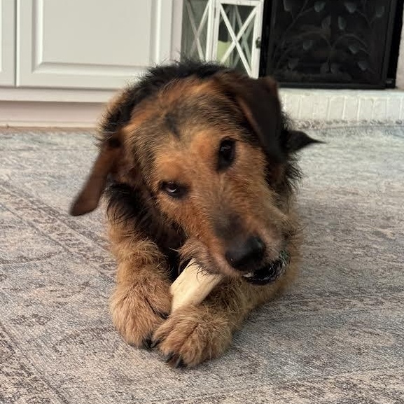 Rhodes, a ADOPTABLE mixed breed in Midlothian, VA image 6/6