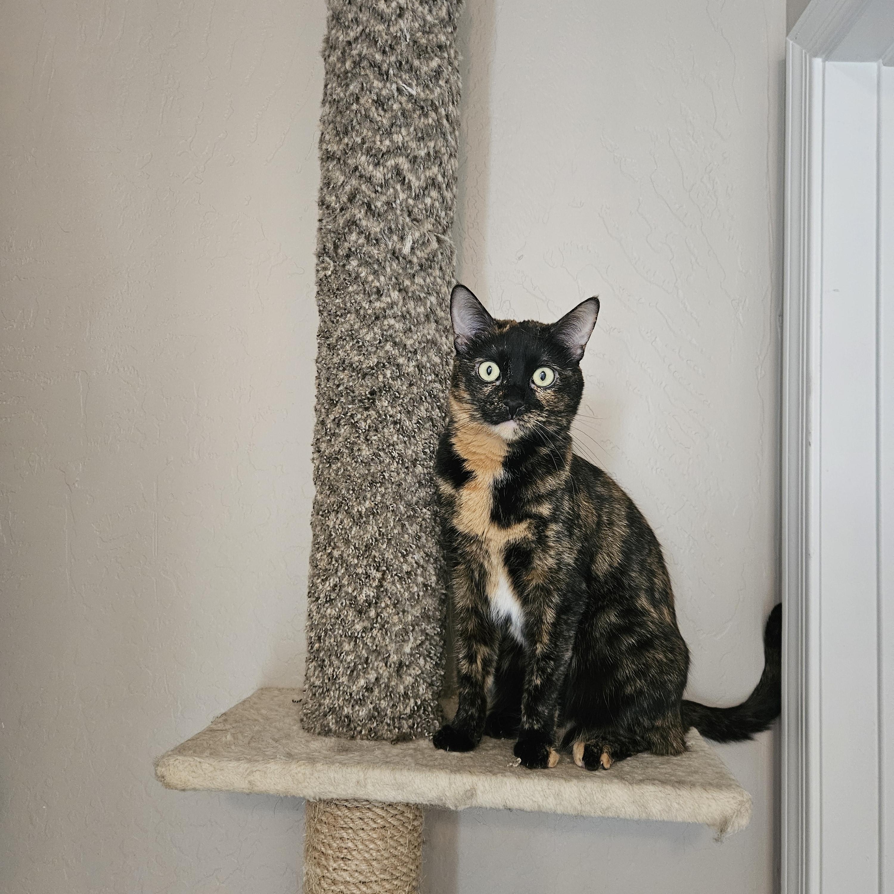 Enlarge Kerillian (and Sienna), a Adoptable mixed breed in Phoenix, AZ image 1/3